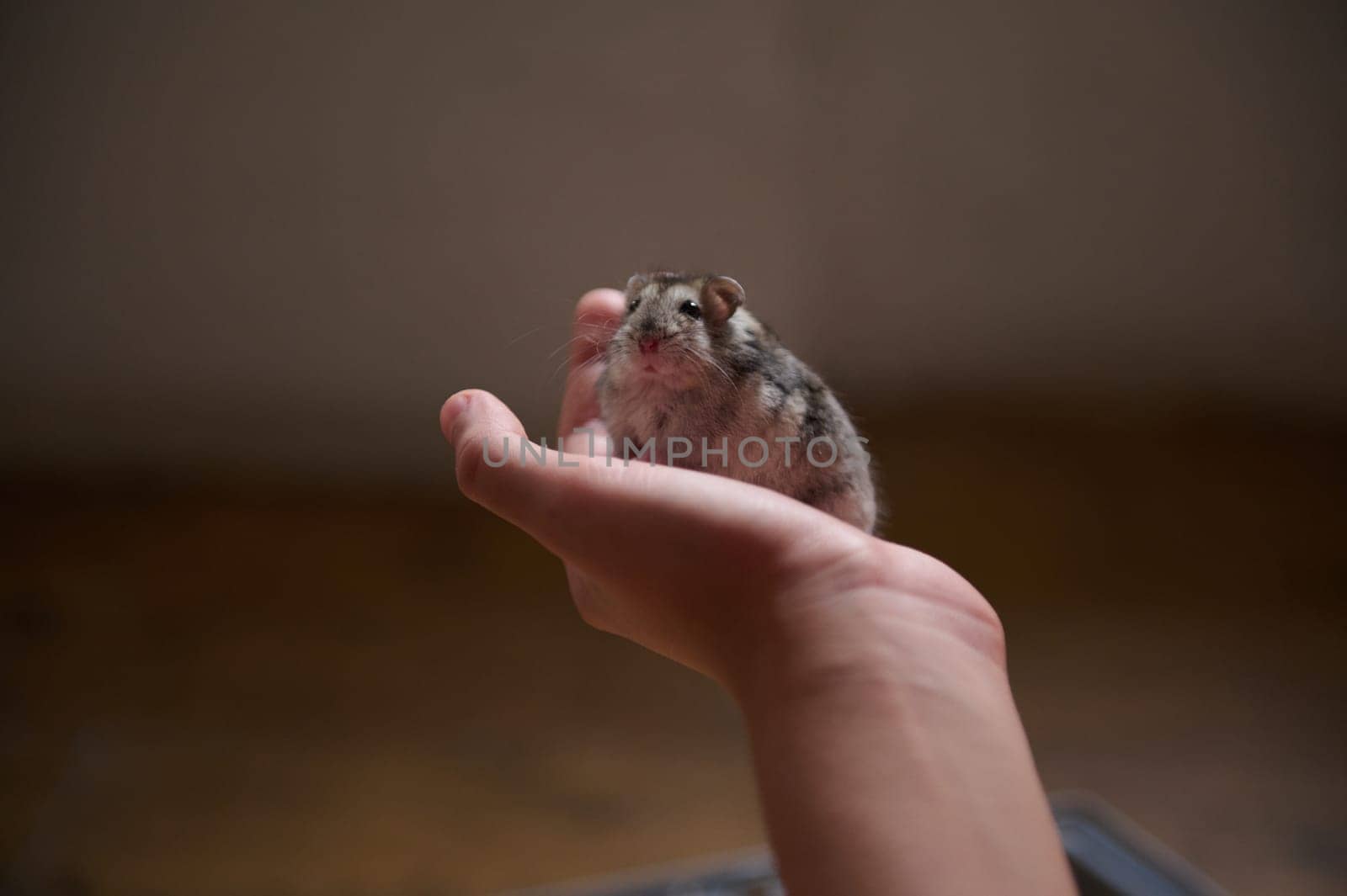 A close-up image of a small hamster being gently held in the palm of a person's hand, showcasing tenderness and featuring the unique bond between humans and their small pets.