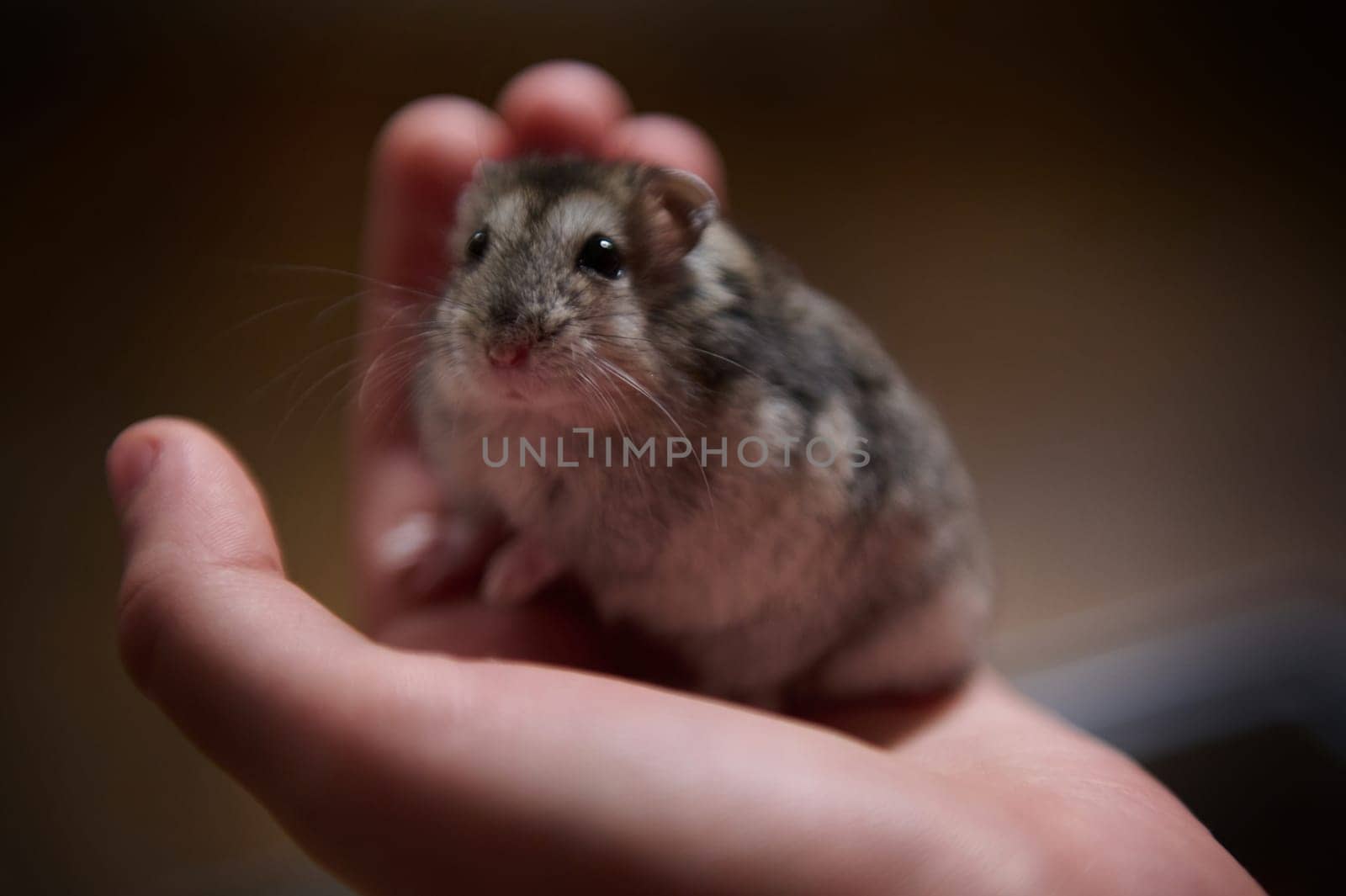 A close-up view of a hamster sitting on a person's open hand, showcasing its small size and adorable features. The image portrays calmness and the bond between humans and their tiny pets.