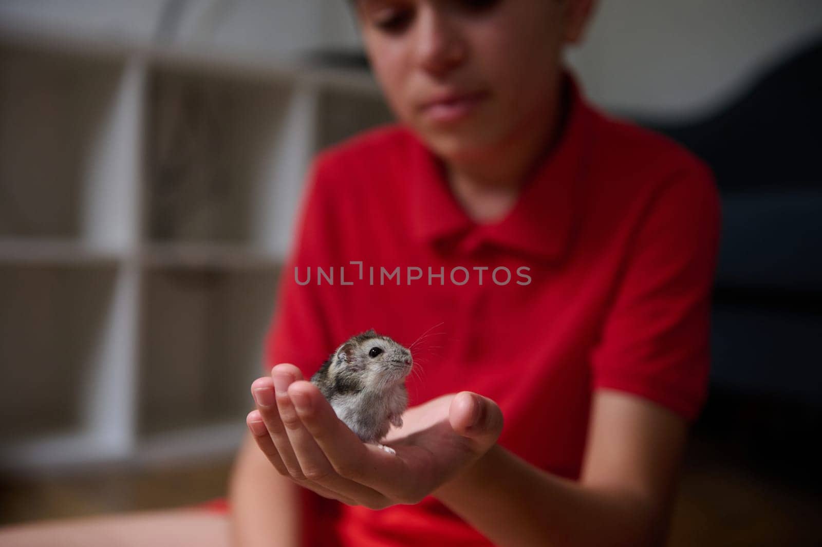 A boy in a red shirt cradles a small hamster gently in his hand, fostering a connection between a human and a pet in a cozy interior setting.