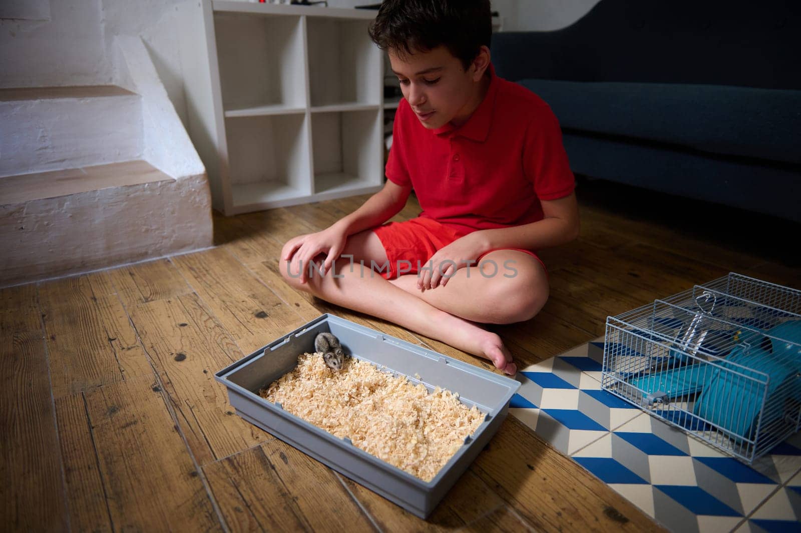 A young boy in red clothing watches a hamster in a small enclosure on the wooden floor. He is sitting cross-legged, engaging with his pet in a cozy indoor environment.