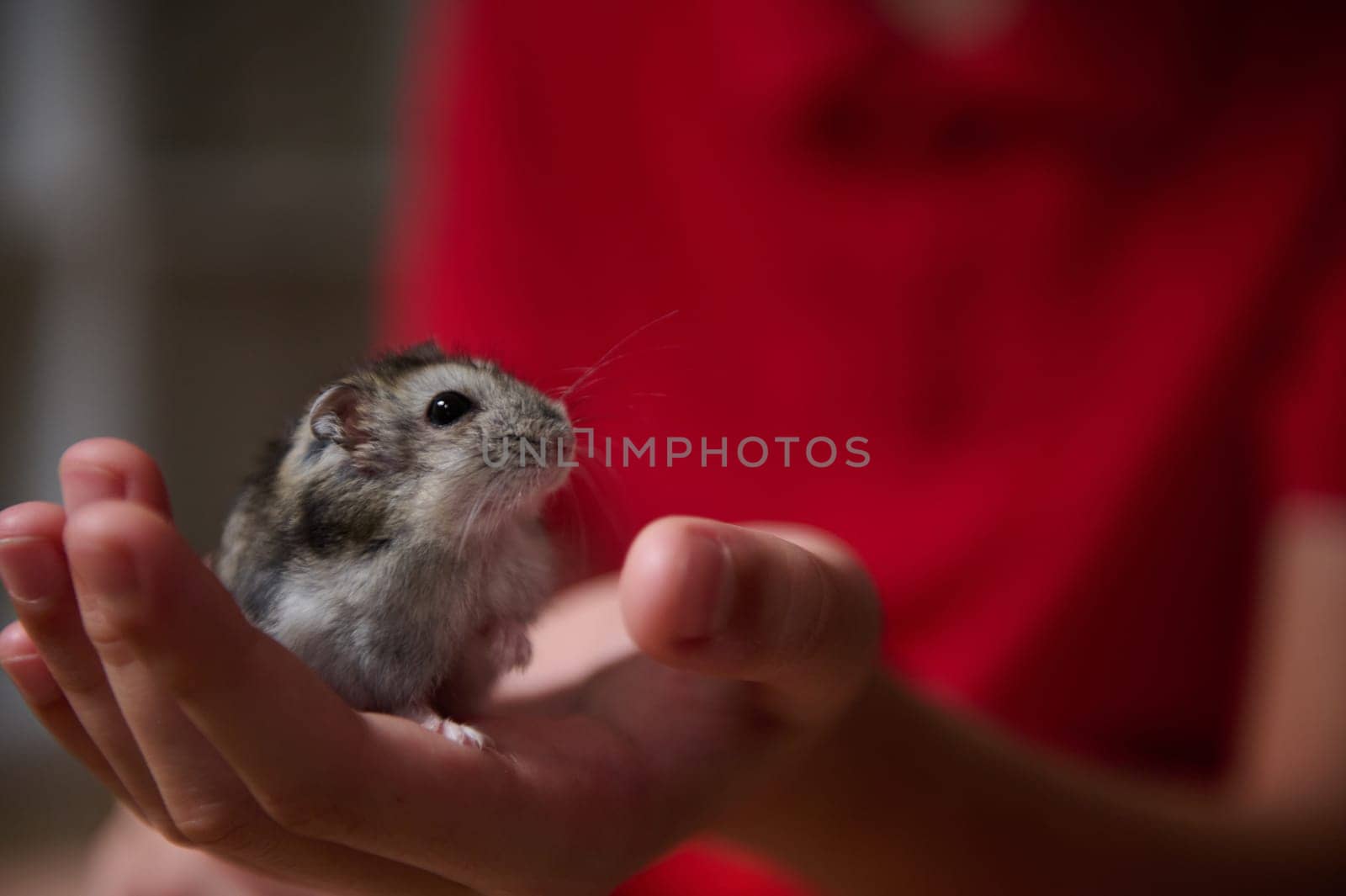 A close-up image of a tiny hamster resting securely in a persons hands, conveying care and gentleness.