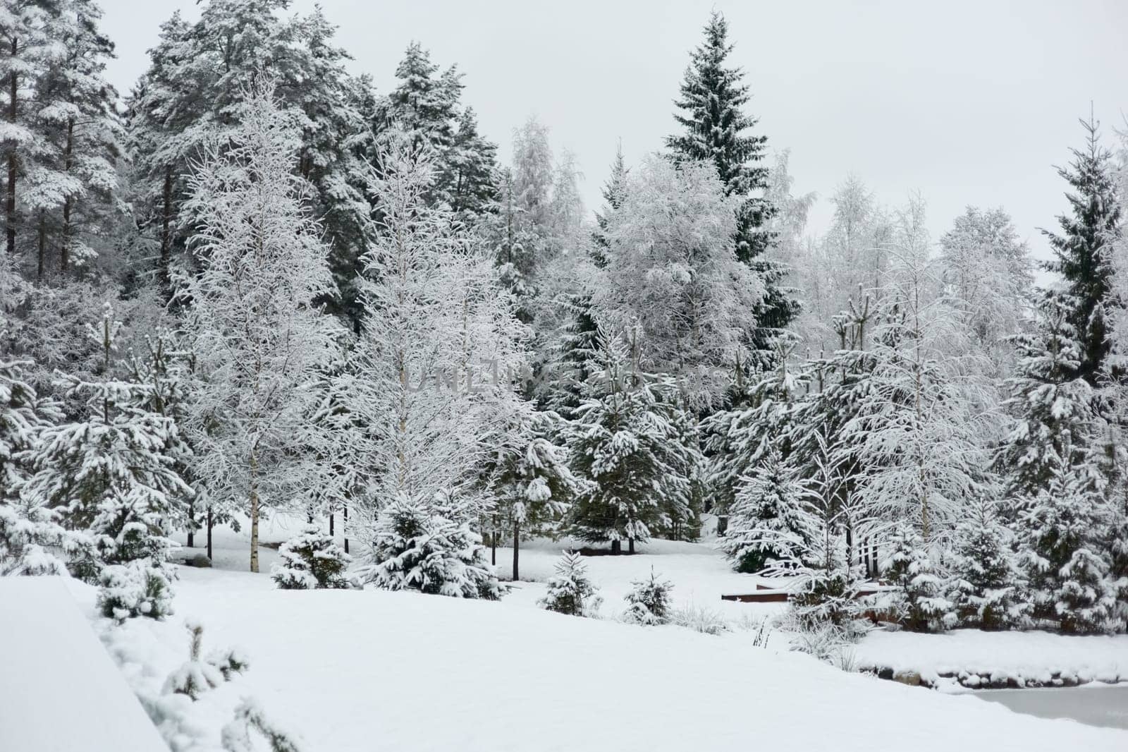 The heavy snowfall in a wild park, winter fairy tale in the forest, snow-covered tree branches, large flakes of snow are slowly falling, nobody, snow storm, blizzard. High quality photo