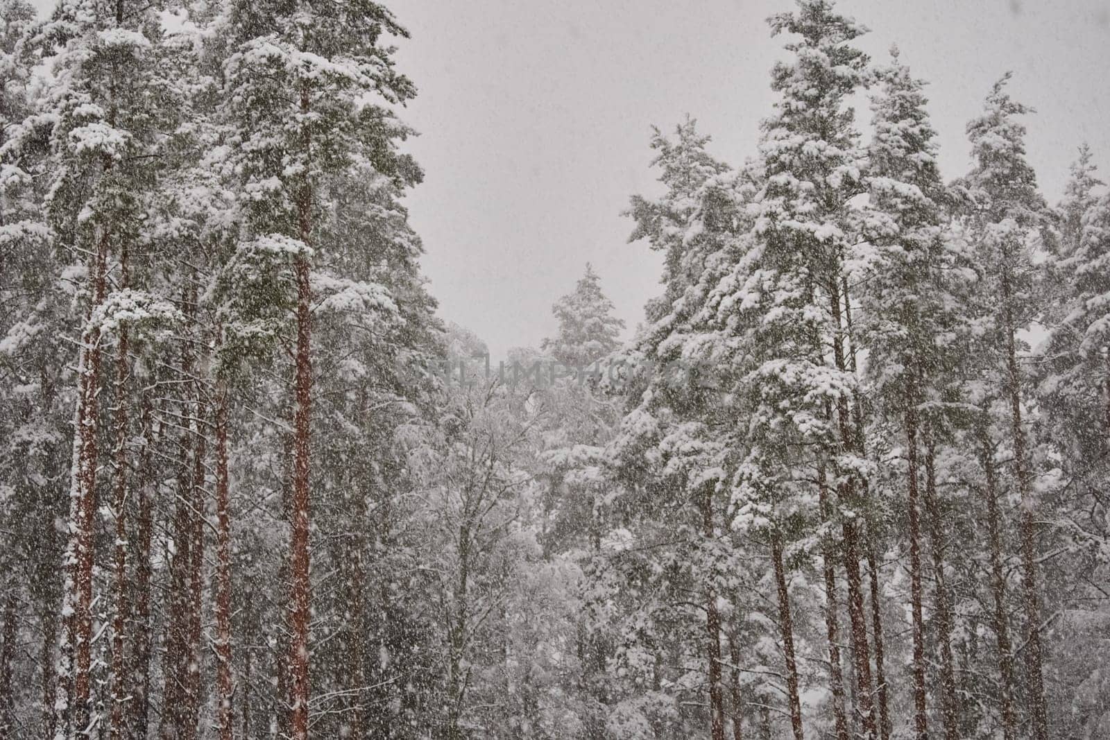 The heavy snowfall in a wild park, winter fairy tale in the forest, snow-covered tree branches, large flakes of snow are slowly falling, nobody, snow storm, blizzard. High quality photo