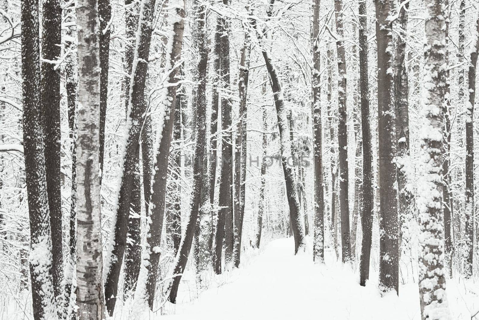 The heavy snowfall in a wild park, winter fairy tale in the forest, snow-covered tree branches, large flakes of snow are slowly falling, nobody, snow storm, blizzard. High quality photo