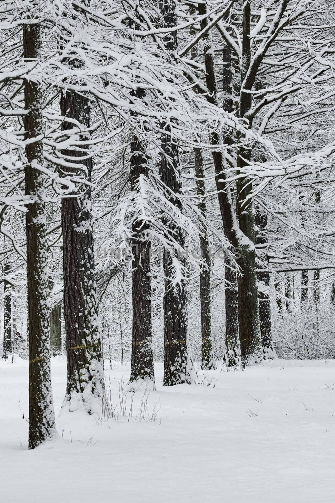The heavy snowfall in a wild park, winter fairy tale in the forest, snow-covered tree branches, large flakes of snow are slowly falling, nobody, snow storm, blizzard. High quality photo
