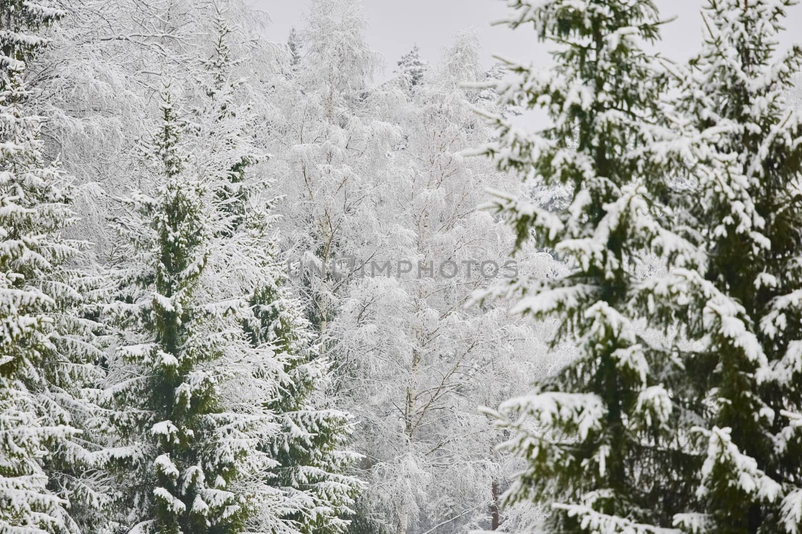 The heavy snowfall in a wild park, winter fairy tale in the forest, snow-covered tree branches, large flakes of snow are slowly falling, nobody, snow storm, blizzard. High quality photo