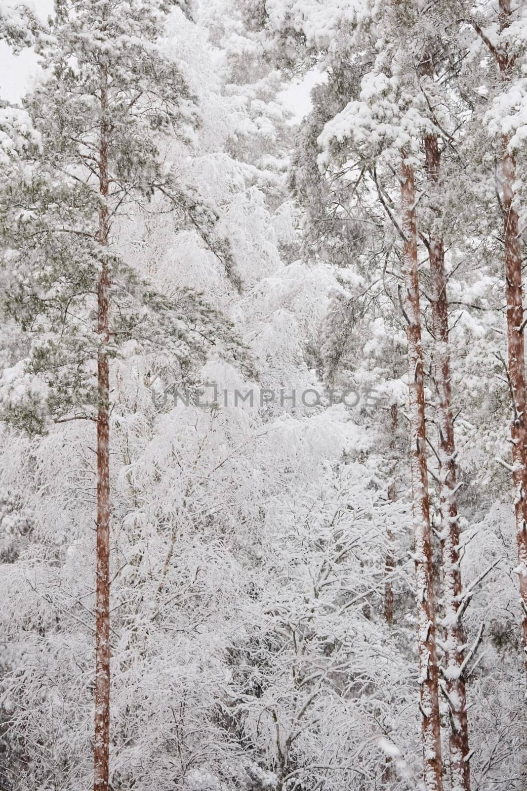 The heavy snowfall in a wild park, winter fairy tale in the forest, snow-covered tree branches, large flakes of snow are slowly falling, nobody, snow storm, blizzard. High quality photo