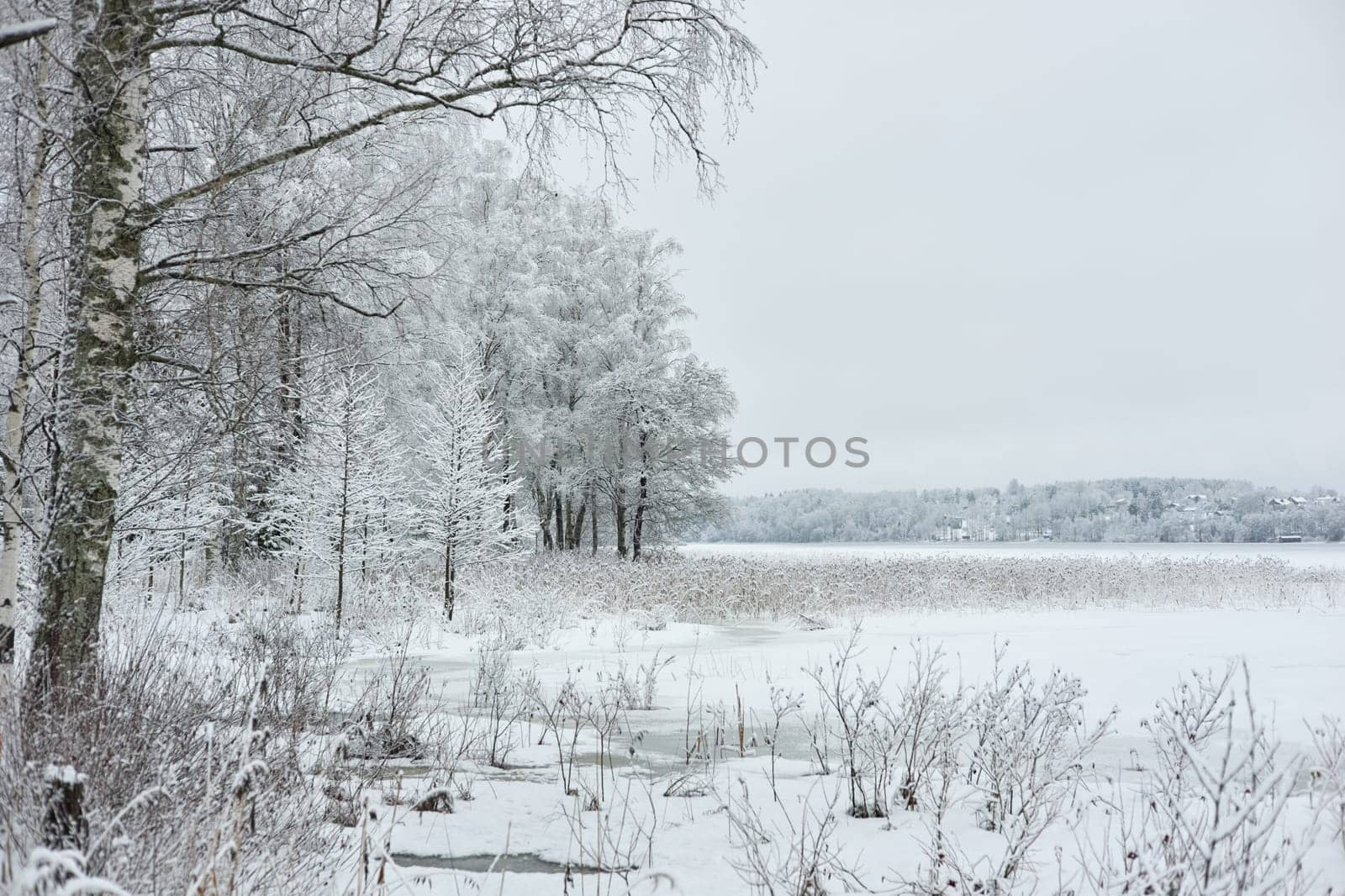 The heavy snowfall in a wild park, winter fairy tale in the forest, snow-covered tree branches, large flakes of snow are slowly falling, nobody, snow storm, blizzard. High quality photo