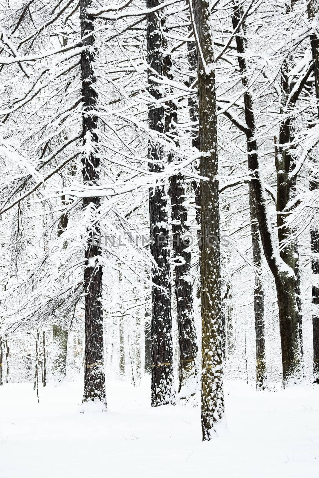 The heavy snowfall in a wild park, winter fairy tale in the forest, snow-covered tree branches, large flakes of snow are slowly falling, nobody, snow storm, blizzard. High quality photo