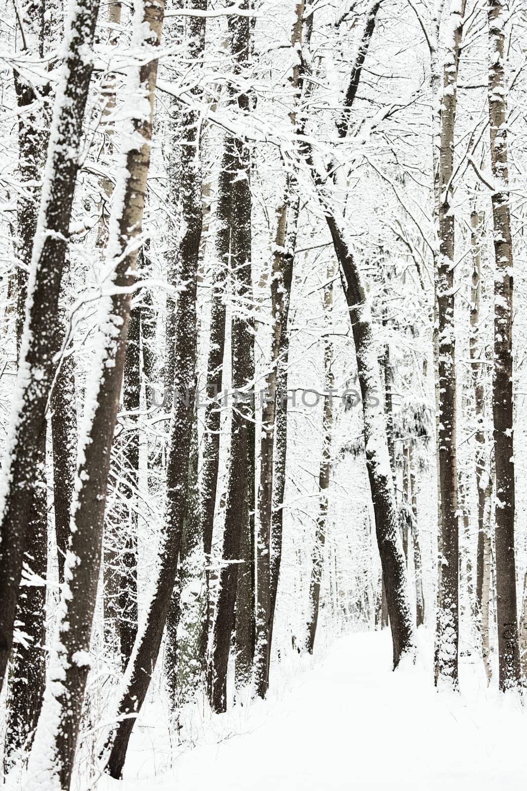 The heavy snowfall in a wild park, winter fairy tale in the forest, snow-covered tree branches, large flakes of snow are slowly falling, nobody, snow storm, blizzard. High quality photo