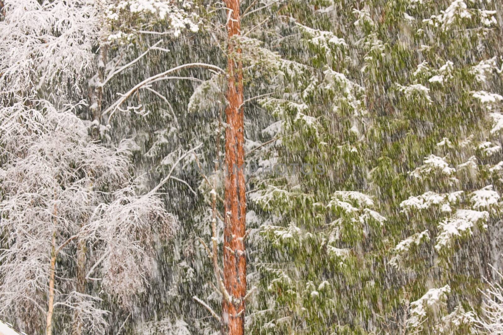 The heavy snowfall in a wild park, winter fairy tale in the forest, snow-covered tree branches, large flakes of snow are slowly falling, nobody, snow storm, blizzard. High quality photo
