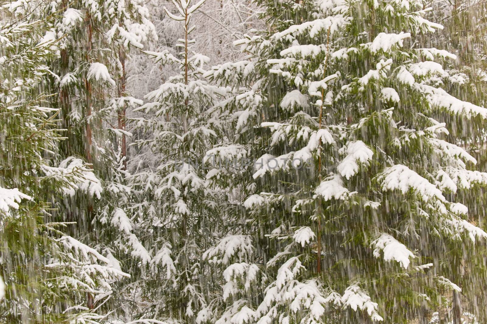 The heavy snowfall in a wild park, winter fairy tale in the forest, snow-covered tree branches, large flakes of snow are slowly falling, nobody, snow storm, blizzard. High quality photo