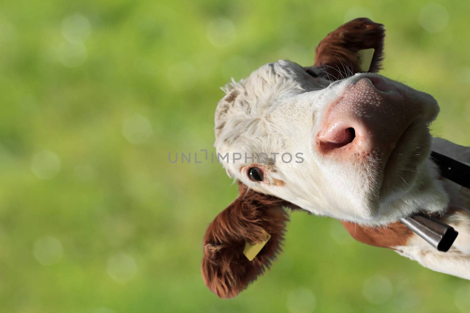 Lustiges Weitwinkel-Foto von einem jungen Simmentaler Kalb gegen einen grünen Hintergrund
