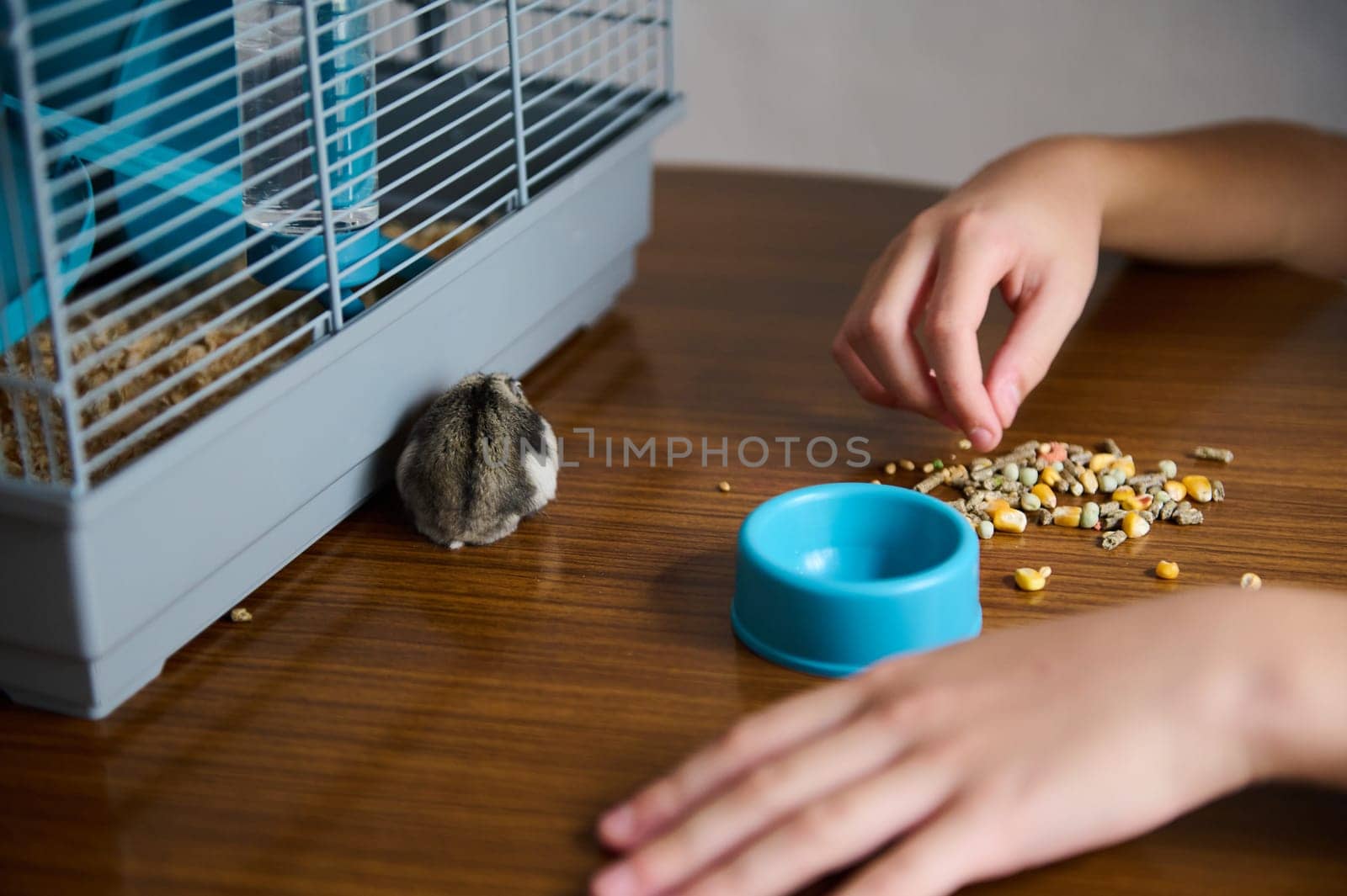 A person placing food on a wooden surface next to a small hamster near its cage and a blue food bowl, illustrating pet care and bonding moments with small animals.