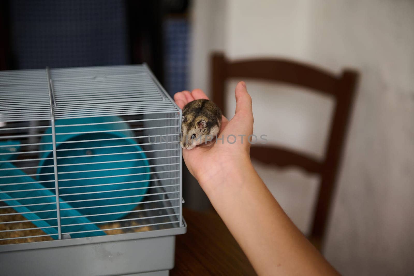A small hamster being gently held by a person's hand near a hamster cage with accessories in a home environment. A gentle moment highlighting human-animal connection and pet care.