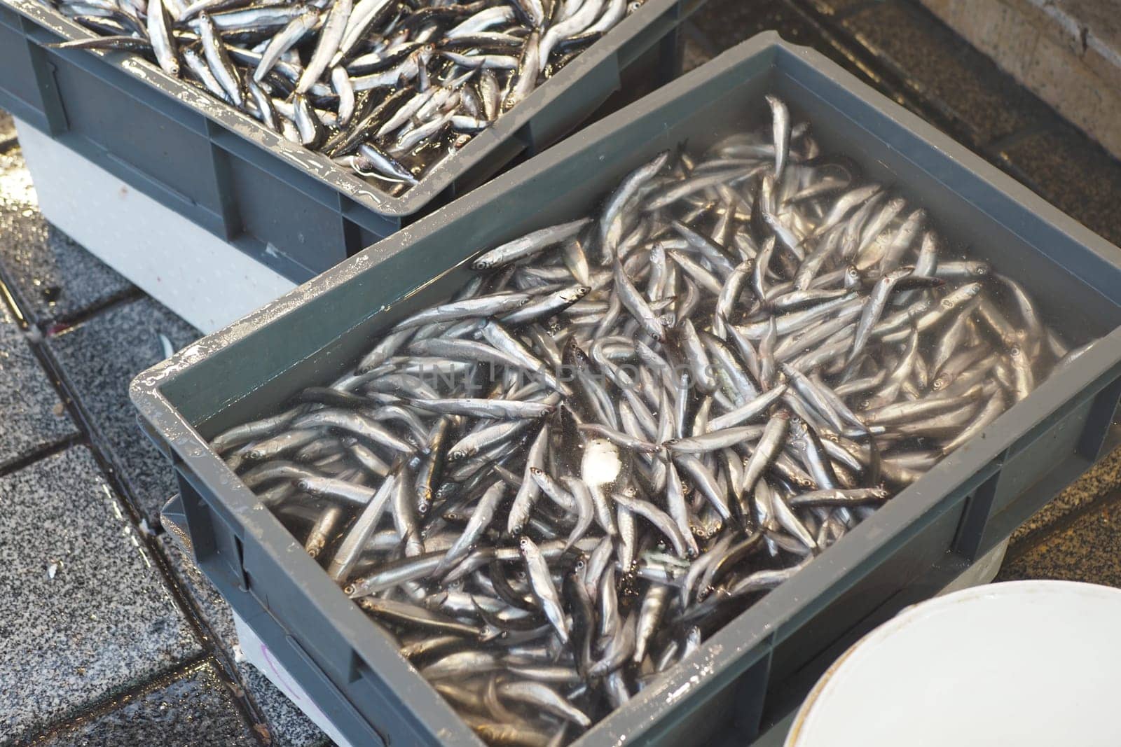 Small fish are displayed in containers at a bustling market.