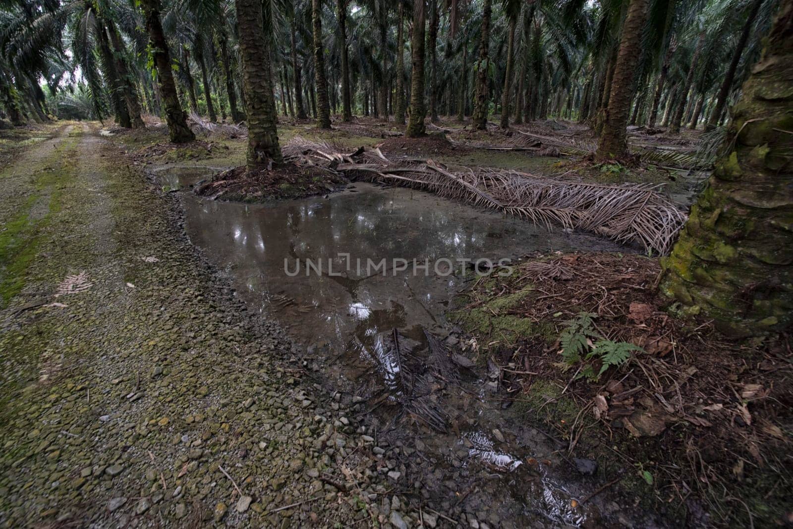 image of inundated stagnant rainwater on the palm oil plantation landscape.