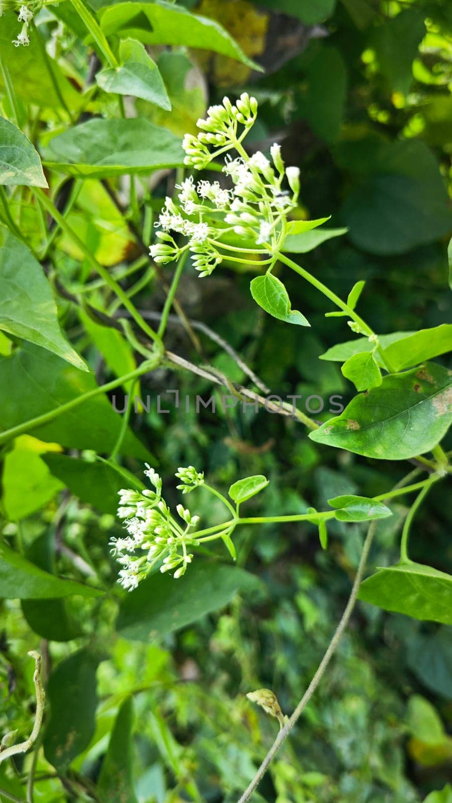 image of bushes of climbing hempweed on the vegetation landscape.