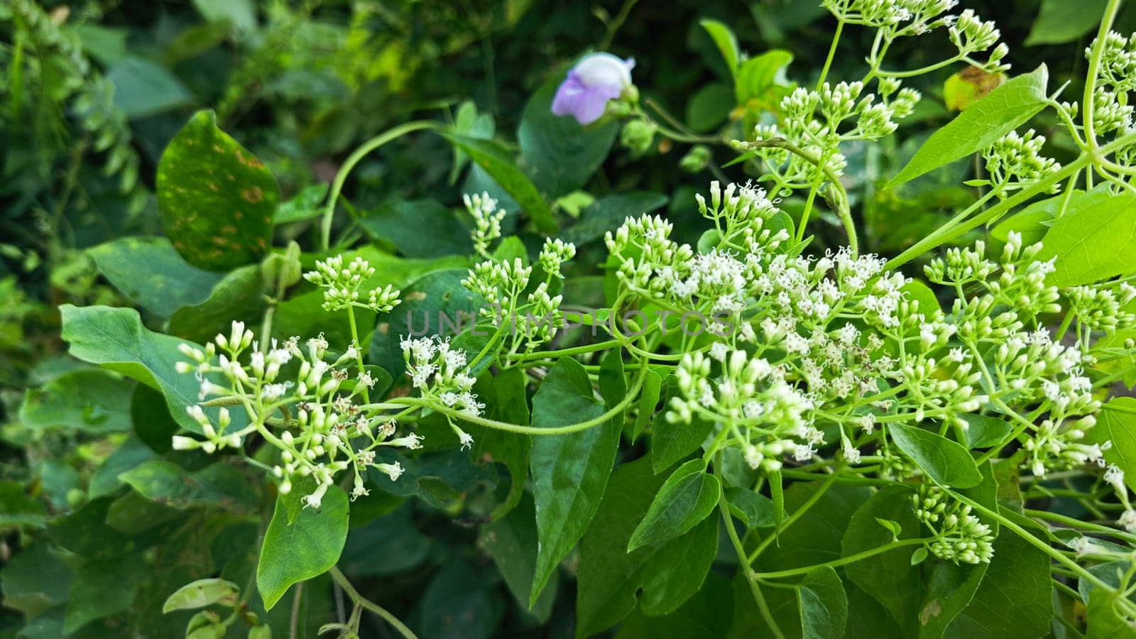 image of bushes of climbing hempweed on the vegetation landscape.