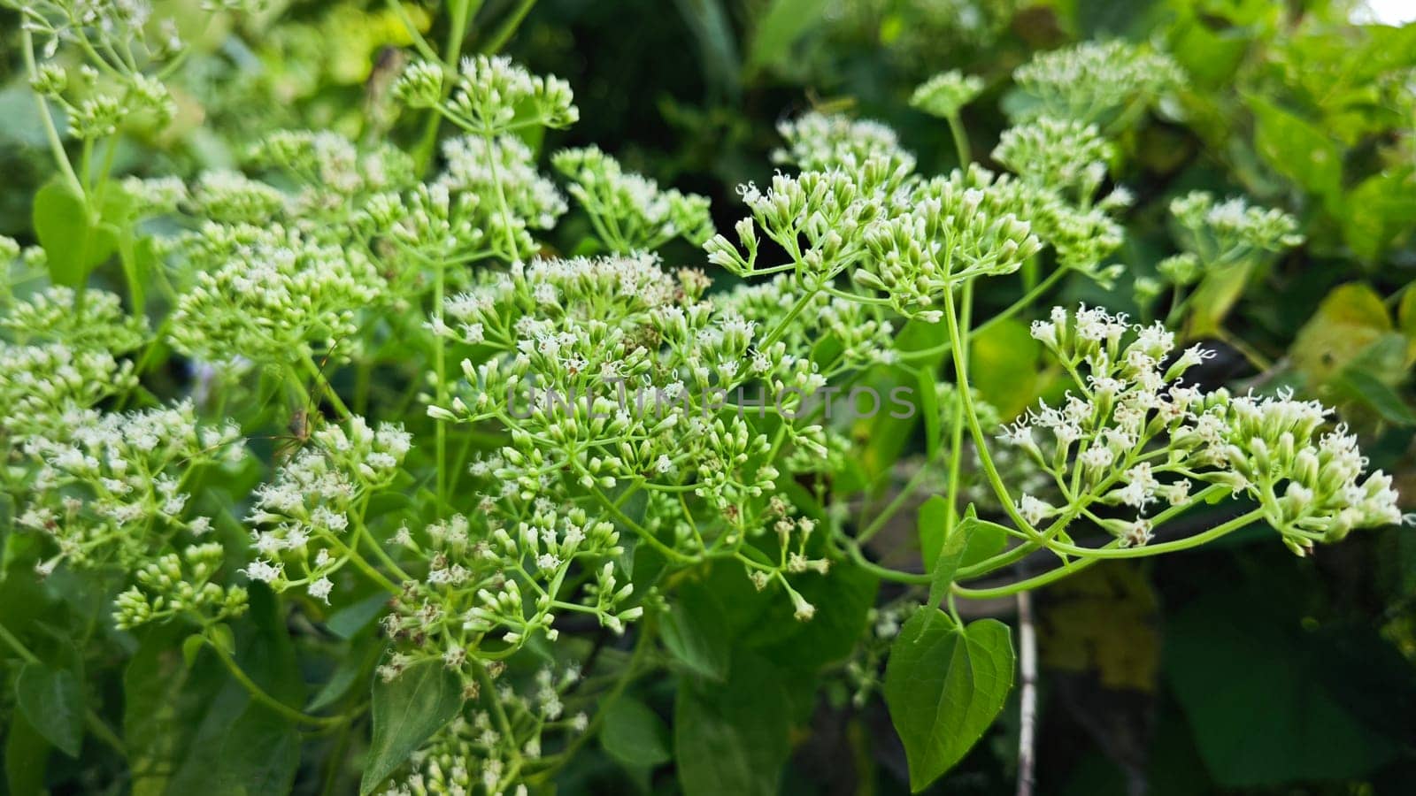 image of bushes of climbing hempweed on the vegetation landscape.
