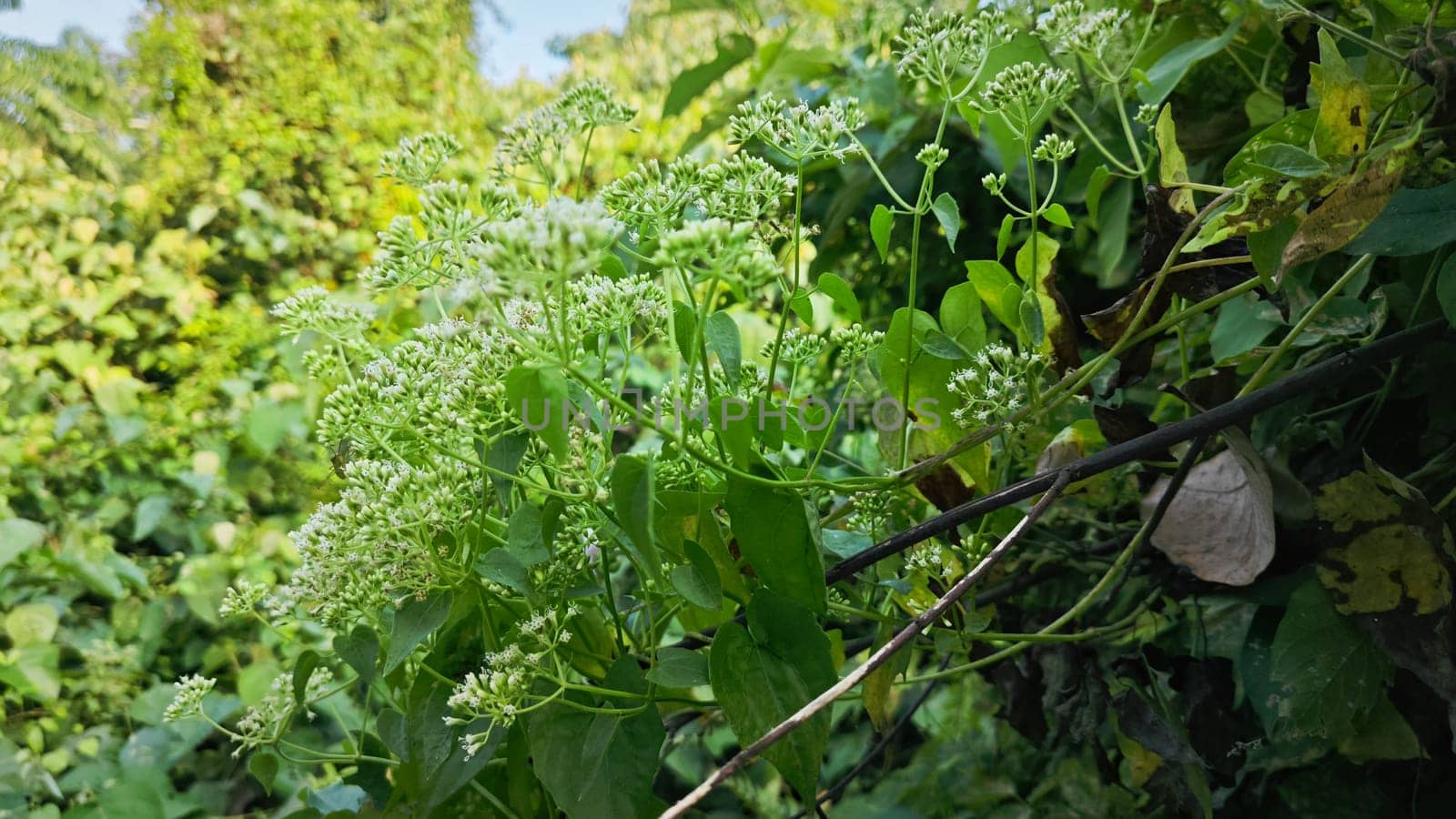 image of bushes of climbing hempweed on the vegetation landscape.