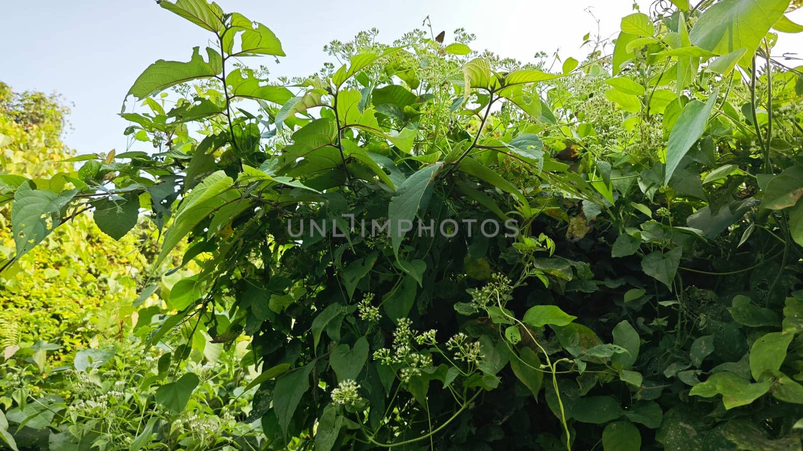 image of bushes of climbing hempweed on the vegetation landscape.
