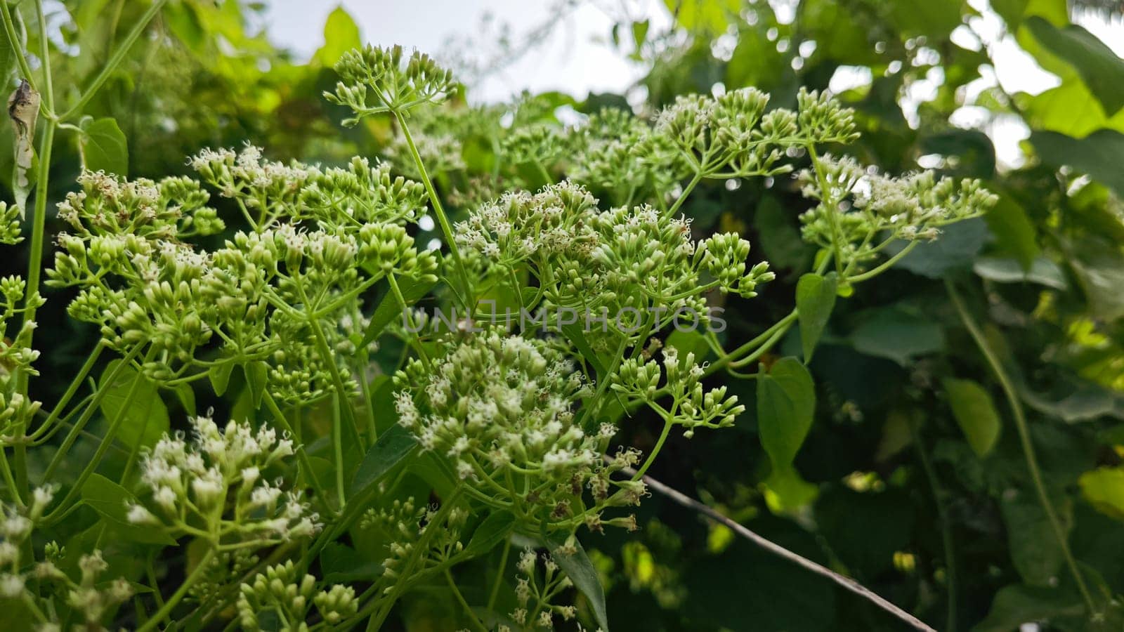 image of bushes of climbing hempweed on the vegetation landscape.