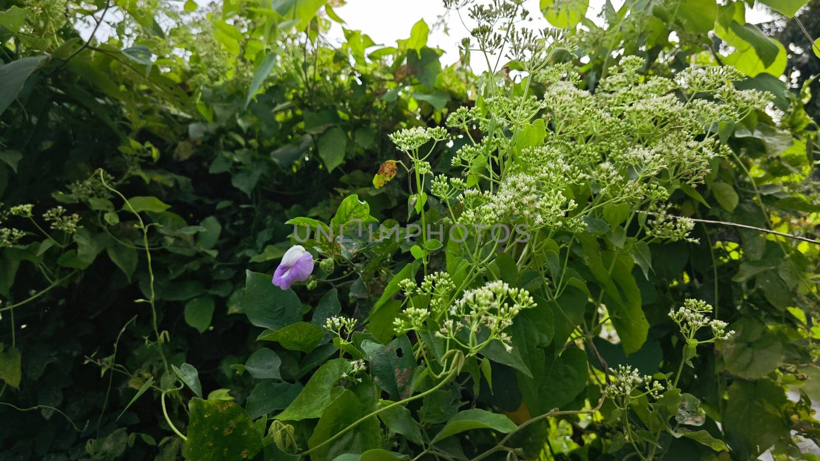 image of bushes of climbing hempweed on the vegetation landscape.