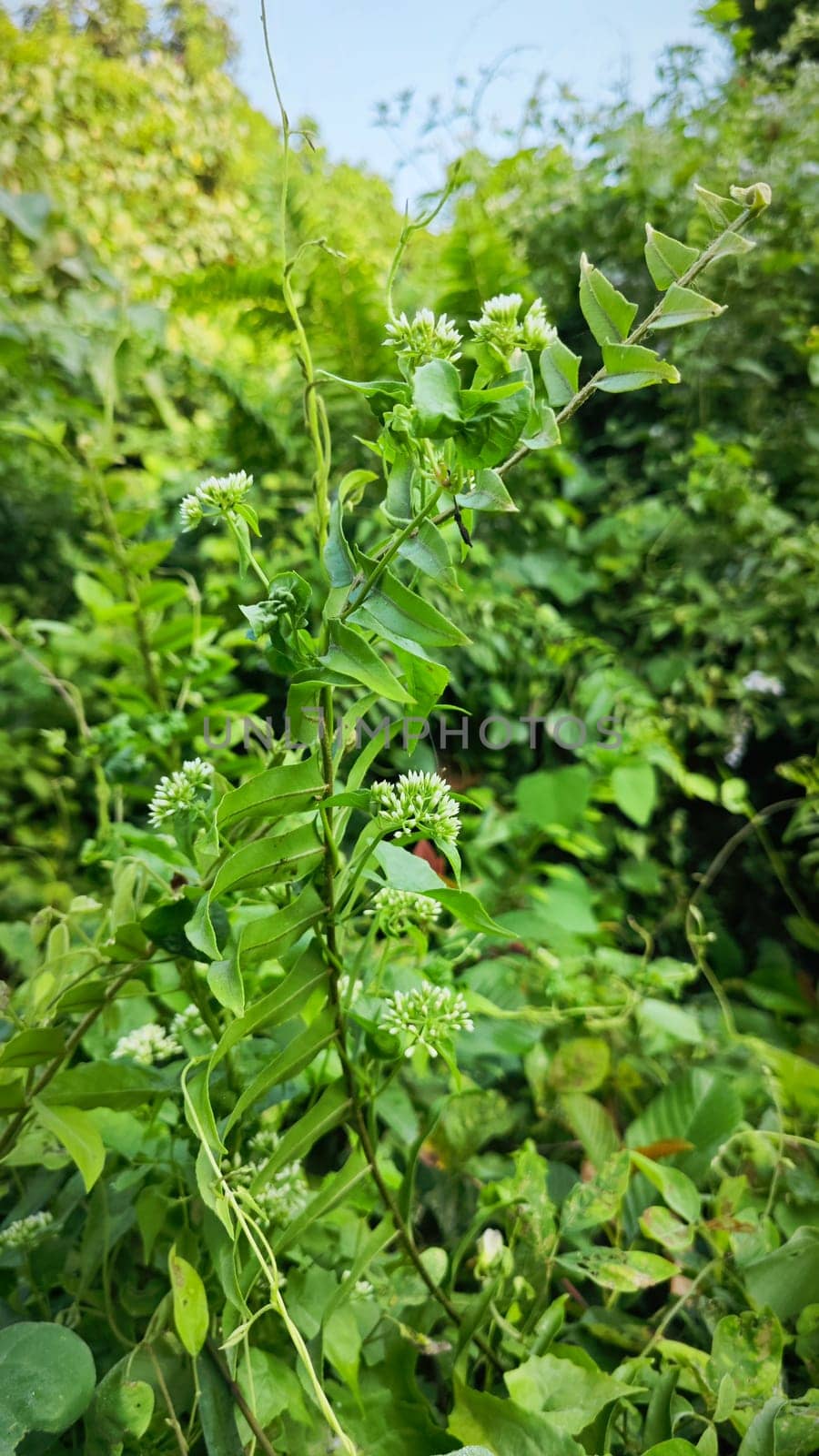 image of bushes of climbing hempweed on the vegetation landscape.