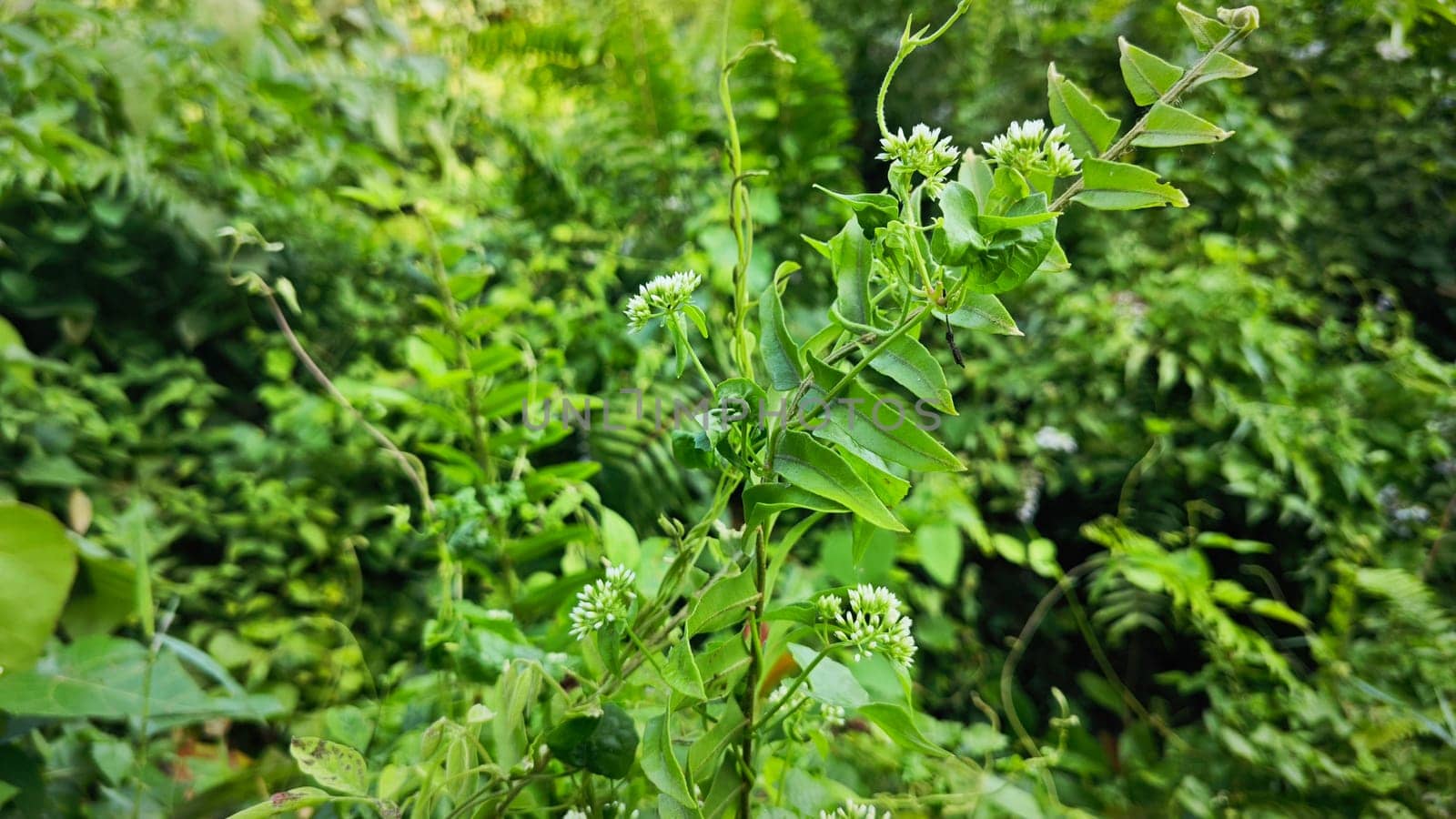 image of bushes of climbing hempweed on the vegetation landscape.