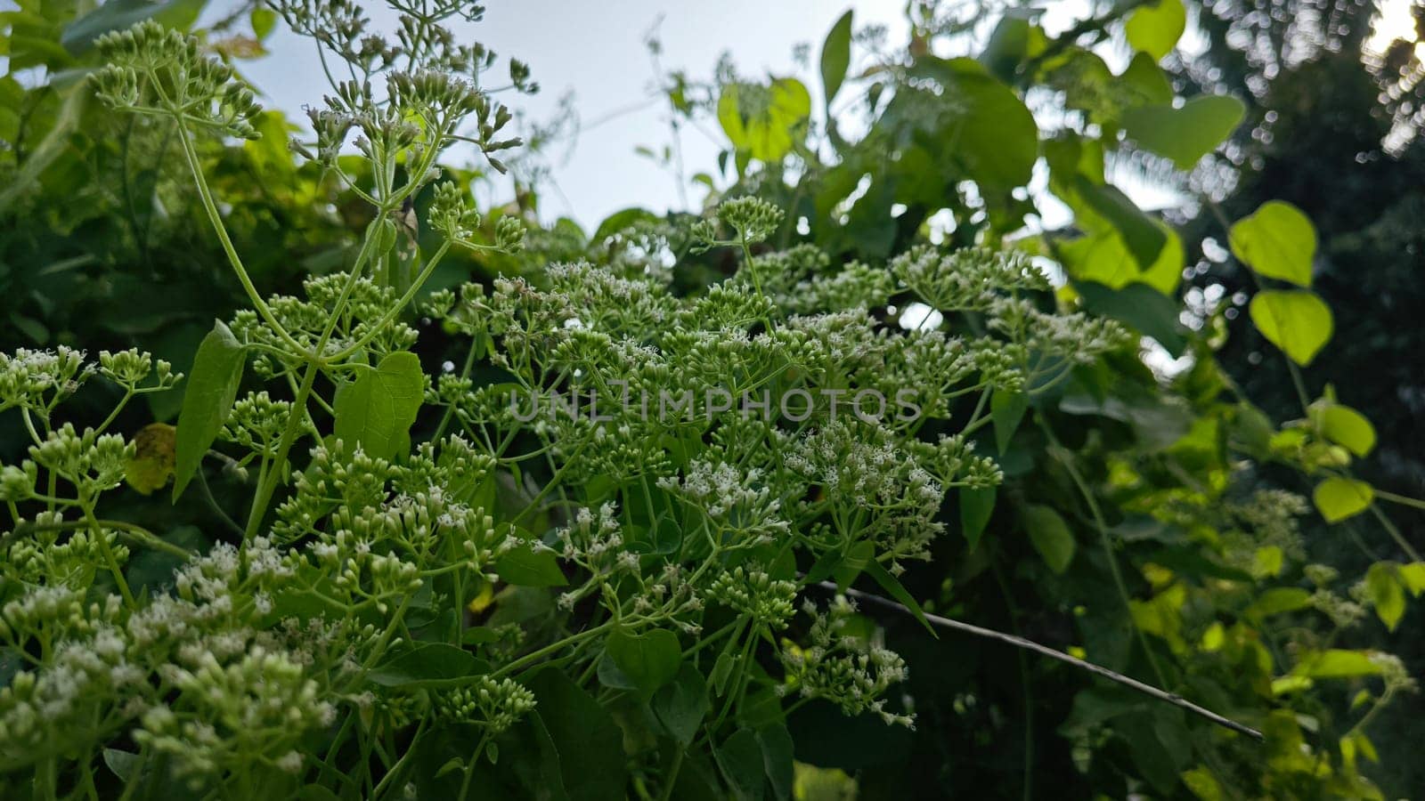 image of bushes of climbing hempweed on the vegetation landscape.