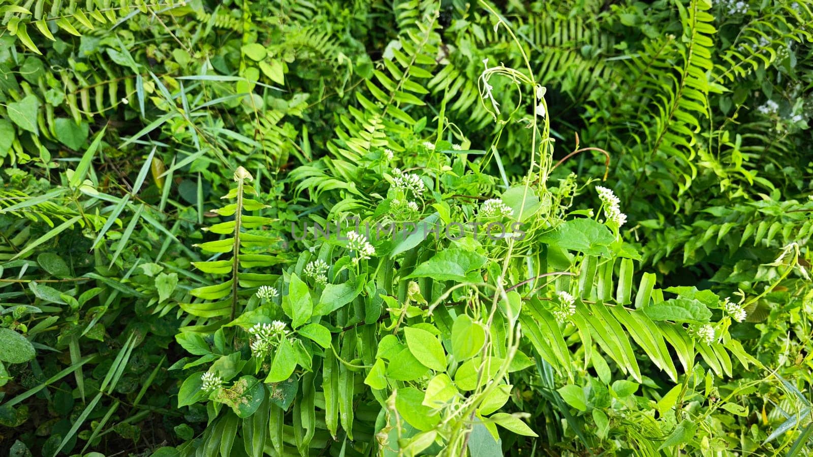 image of bushes of climbing hempweed on the vegetation landscape.