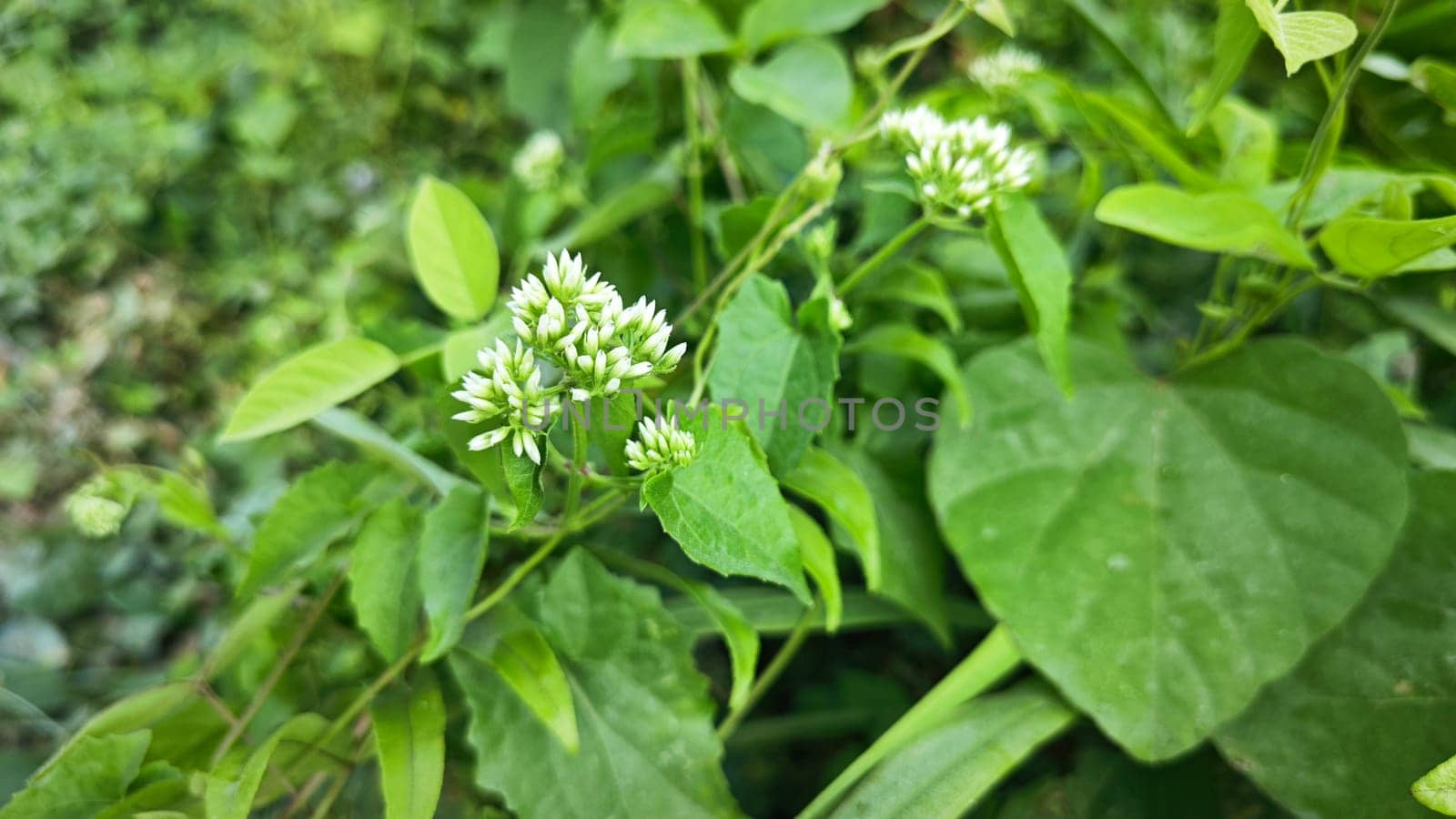 image of bushes of climbing hempweed on the vegetation landscape.