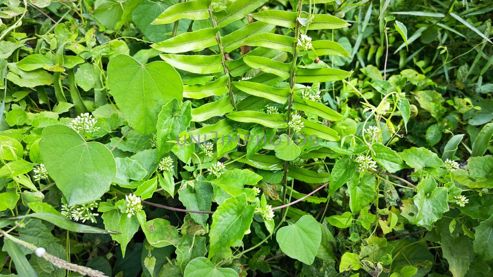 image of bushes of climbing hempweed on the vegetation landscape.