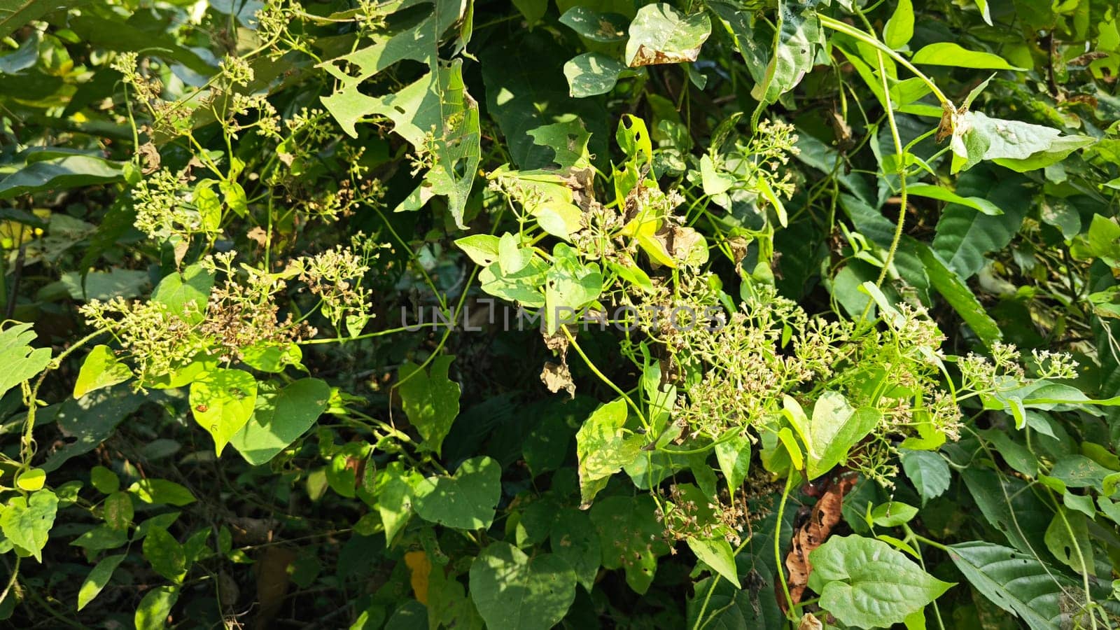 image of bushes of climbing hempweed on the vegetation landscape.