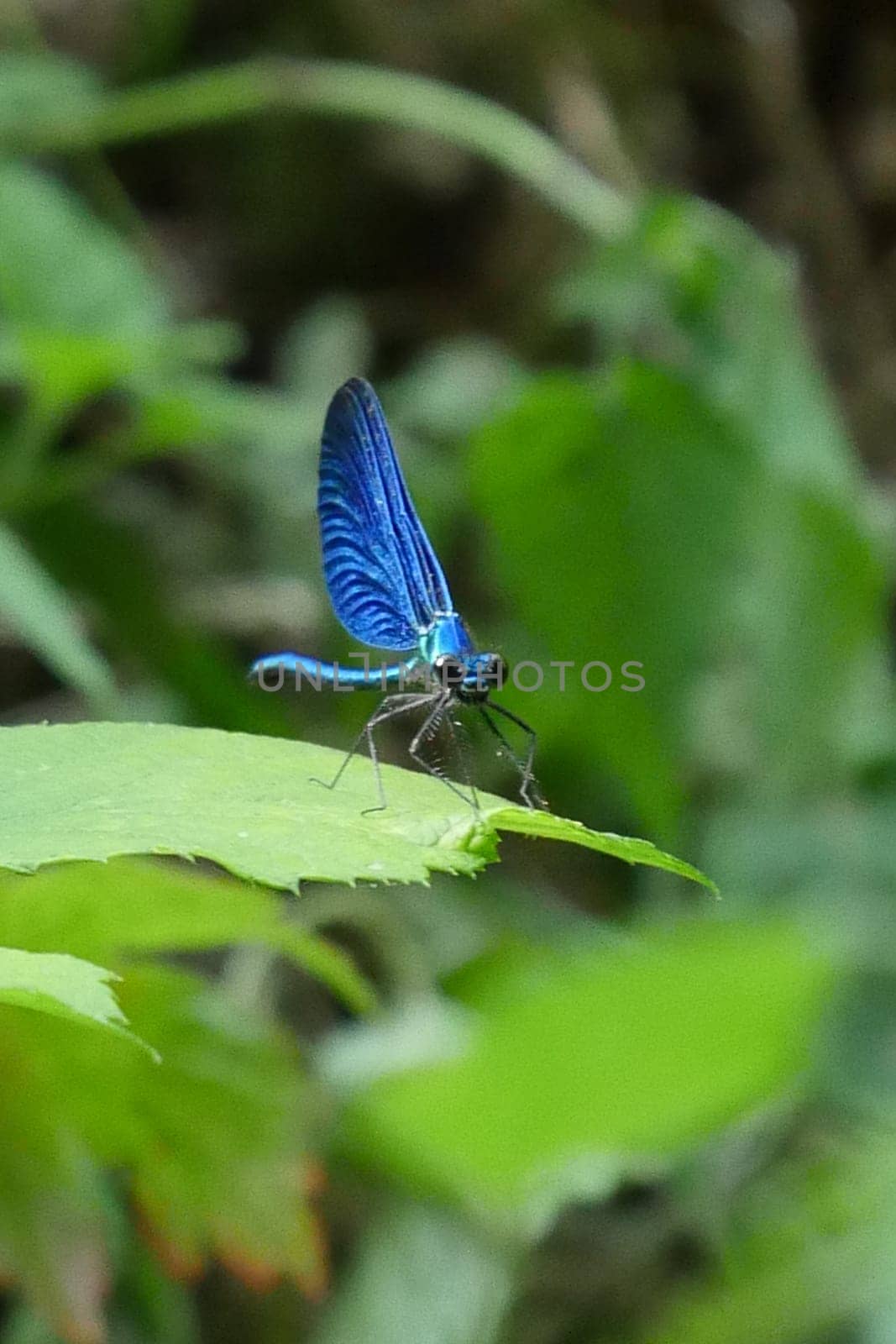 Beautiful blue dragonfly in nature, High quality photo