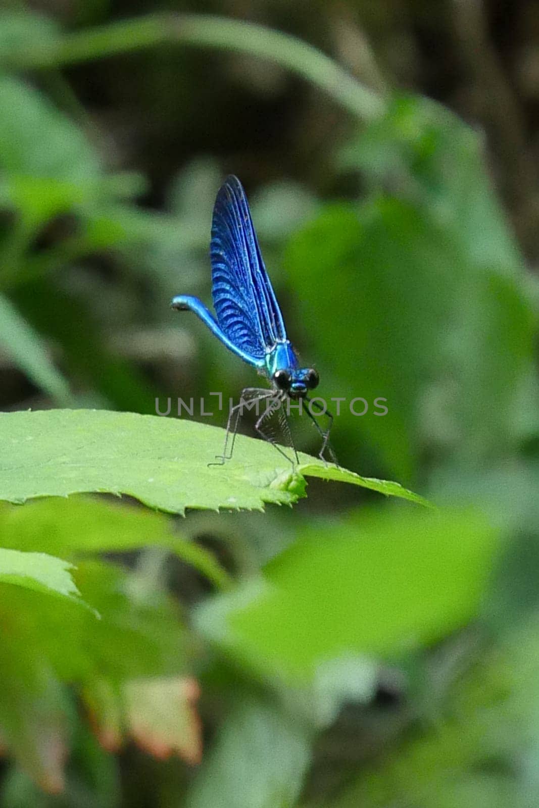 Beautiful blue dragonfly in nature, High quality photo