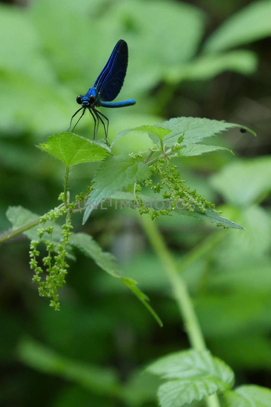 Beautiful blue dragonfly in nature, High quality photo