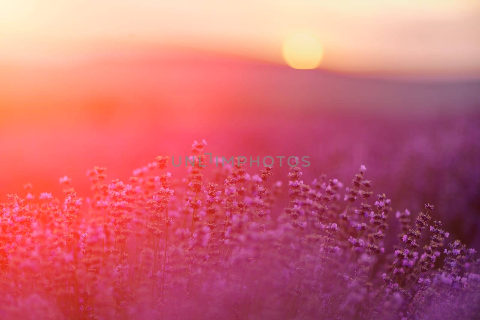 Blooming lavender in a field at sunset in Provence. Fantastic summer mood, floral sunset landscape of meadow lavender flowers. Peaceful bright and relaxing nature scenery. by Matiunina