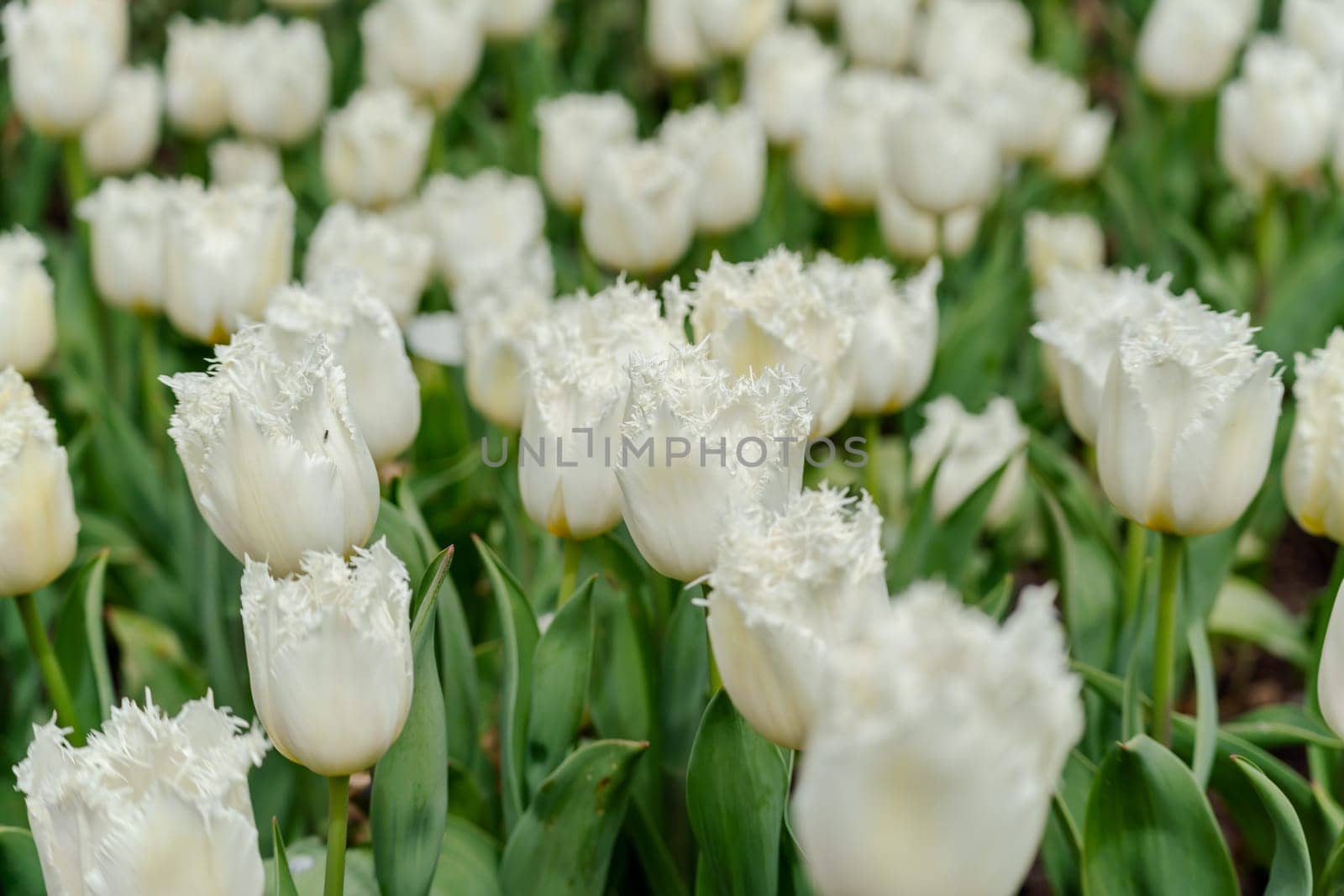 White tulips spring blossoming, bokeh flower background, pastel and soft floral card, selective focus by Matiunina