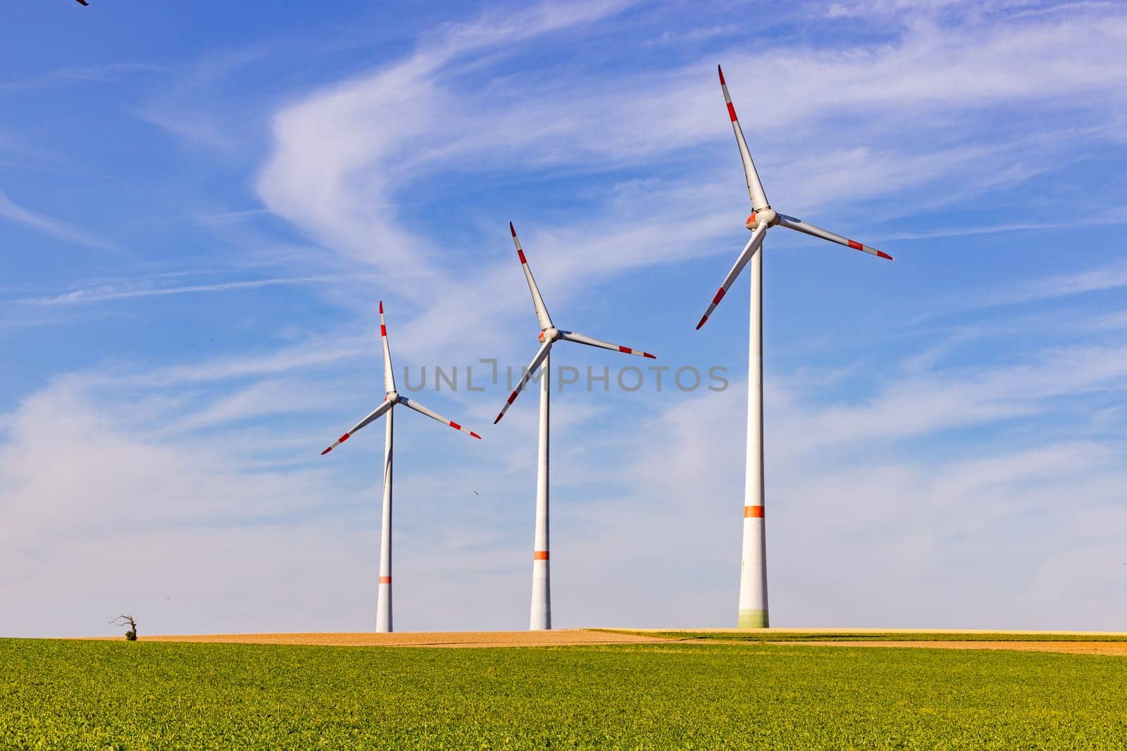Three wind turbines of different sizes on an agricultural field next to a very small and stunted tree