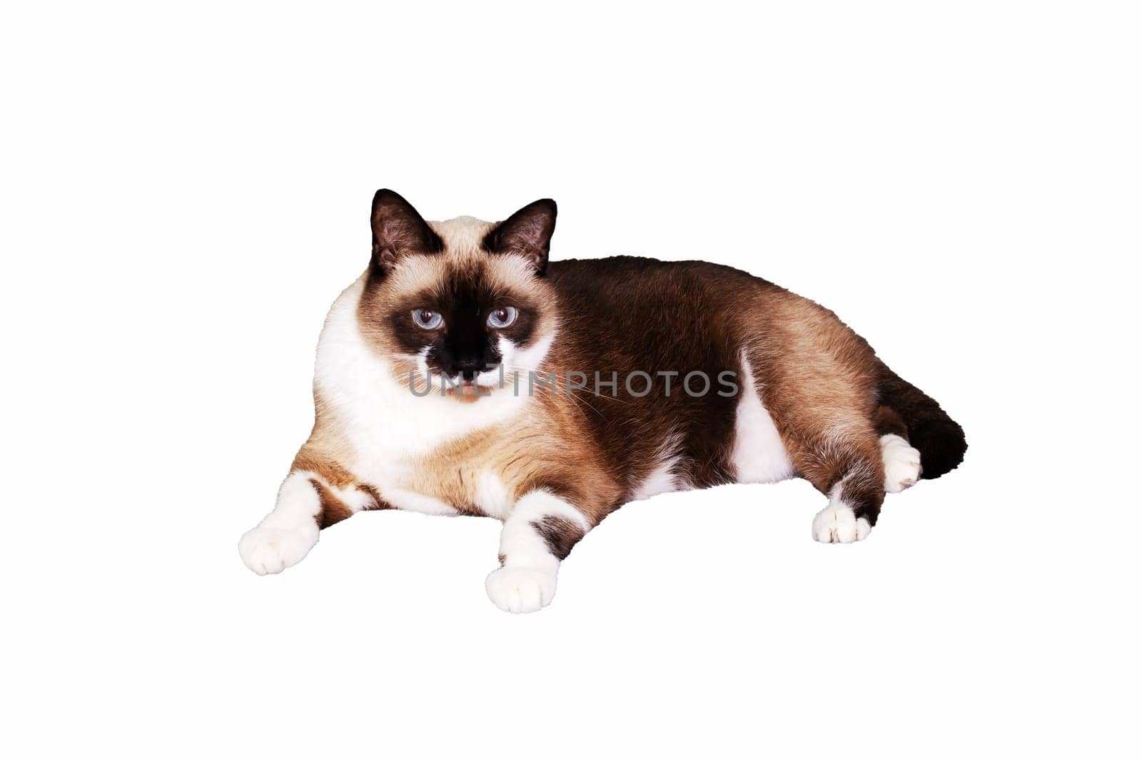 Gray cat with blue eyes isolated on white background by Vera1703