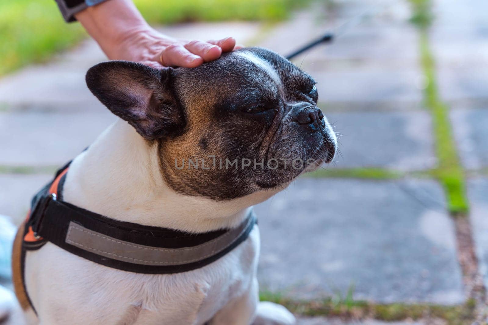 a woman's hand strokes a French bulldog. The owner gently caresses his dog by audiznam2609