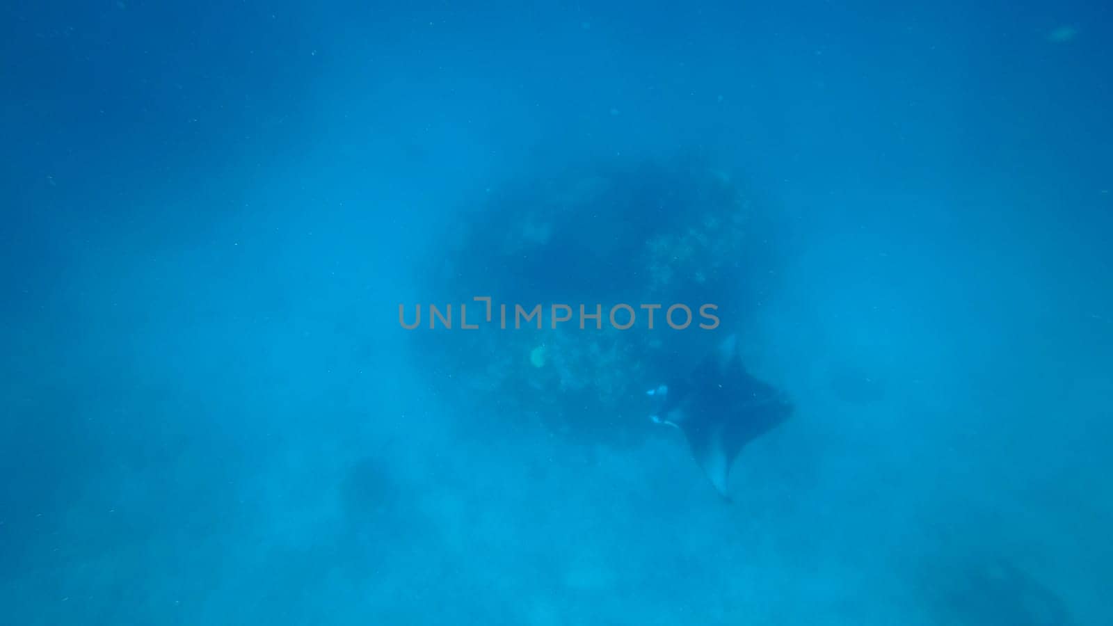 Giant oceanic manta ray gliding gracefully through vibrant blue waters near a colorful coral reef, creating an enchanting underwater scene filled with diverse marine life