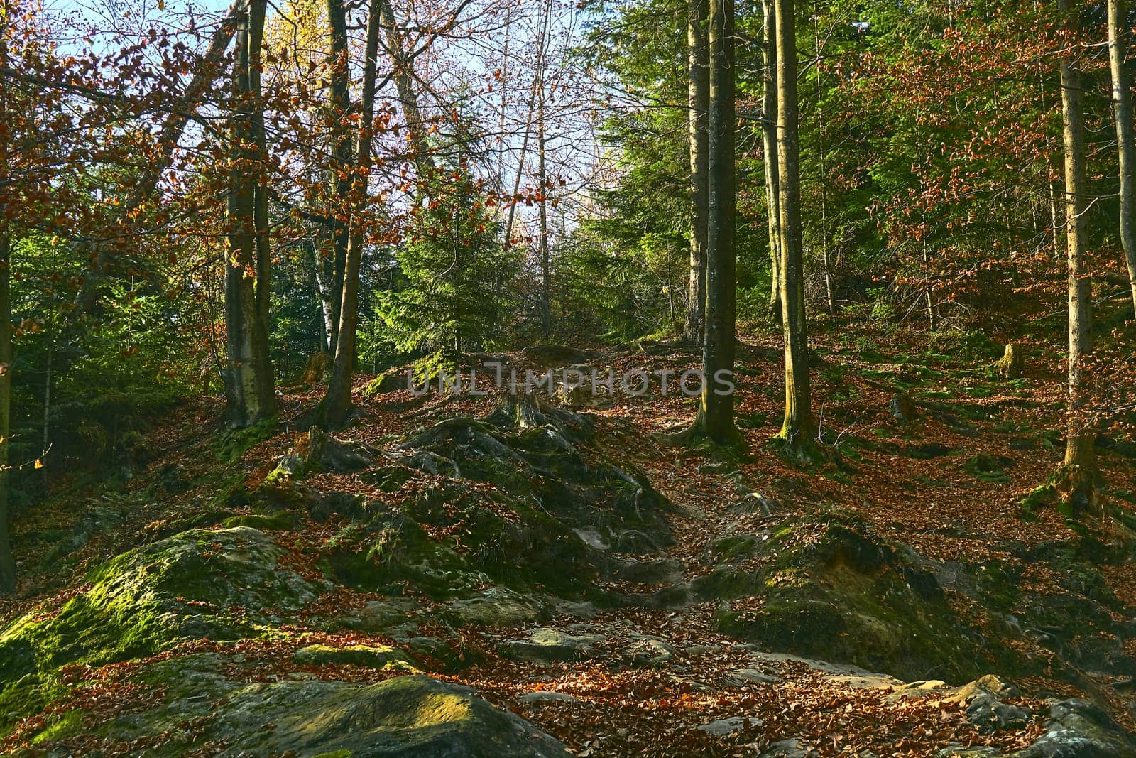 the activity of going for long walks, especially in the country or woods