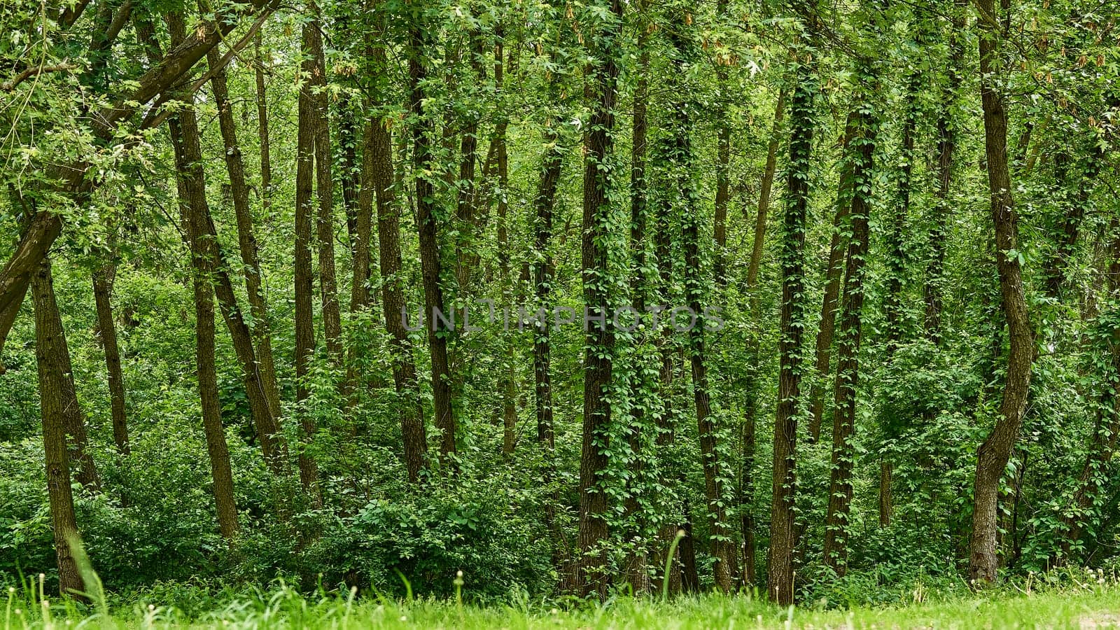 a large area covered chiefly with trees and undergrowth, with grass and flowers