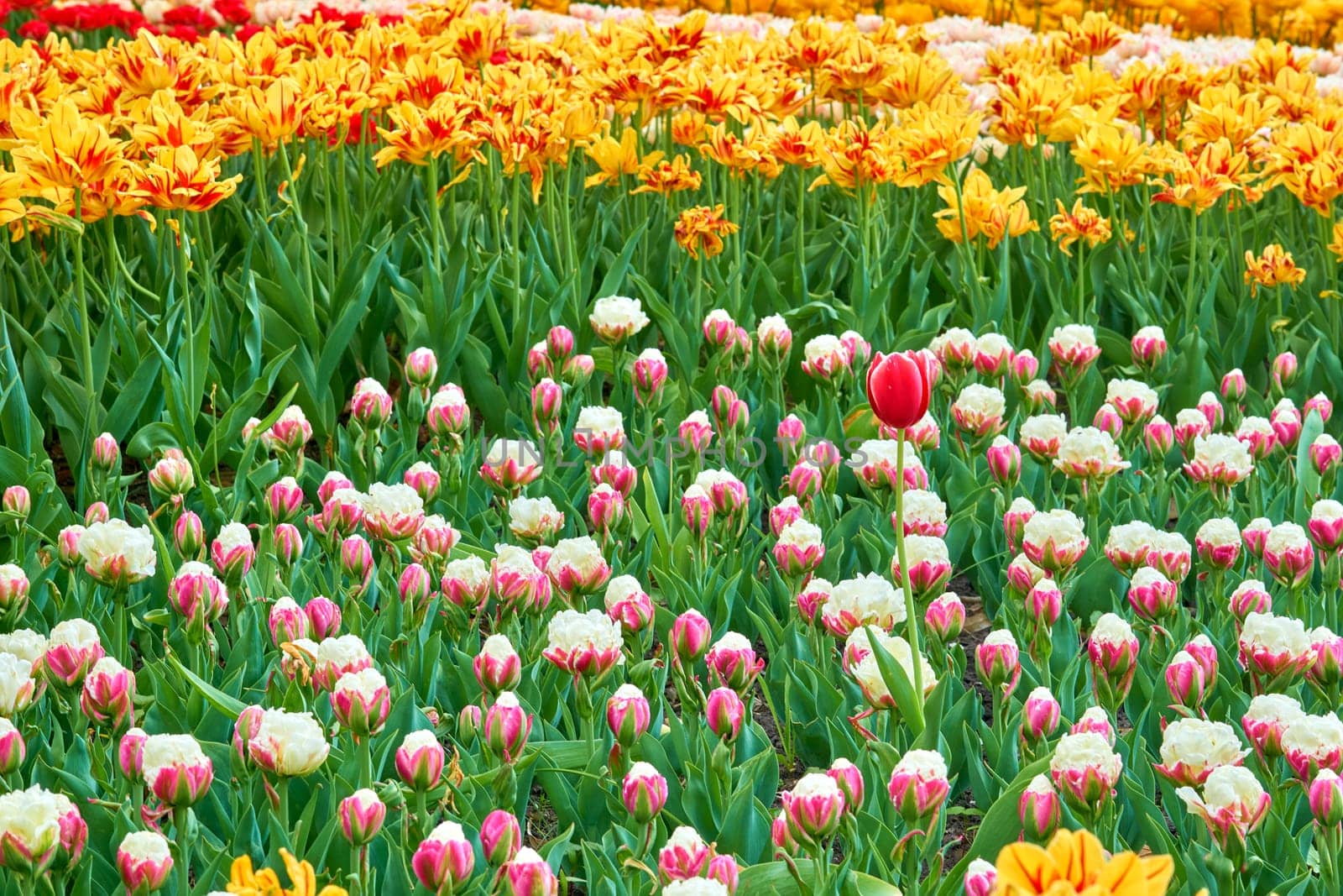a bulbous spring flowering plant of the lily family, with boldly colored cup shaped flowers