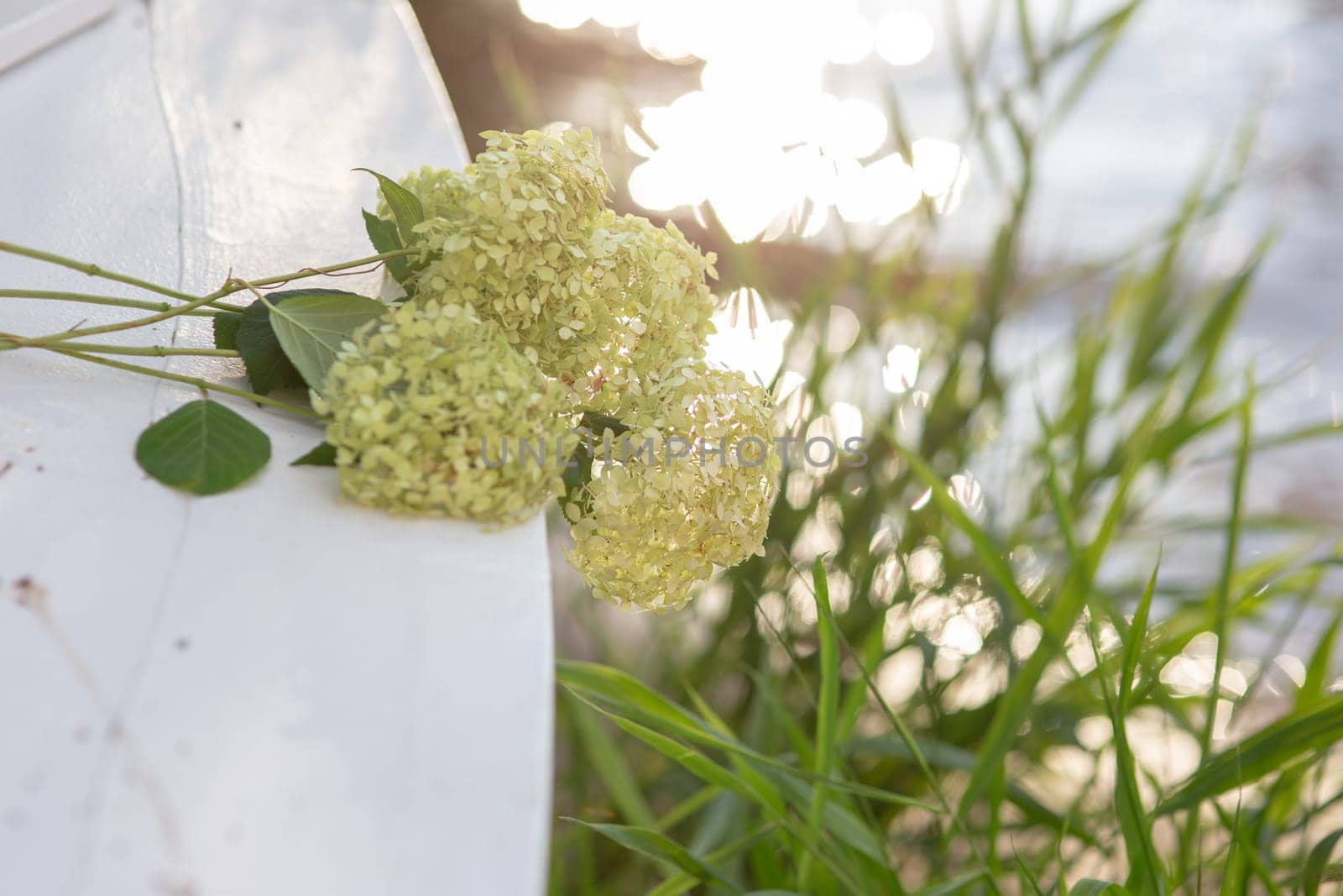 a bouquet of white hydrangea flowers in the morning garden near the water on a background of grass.