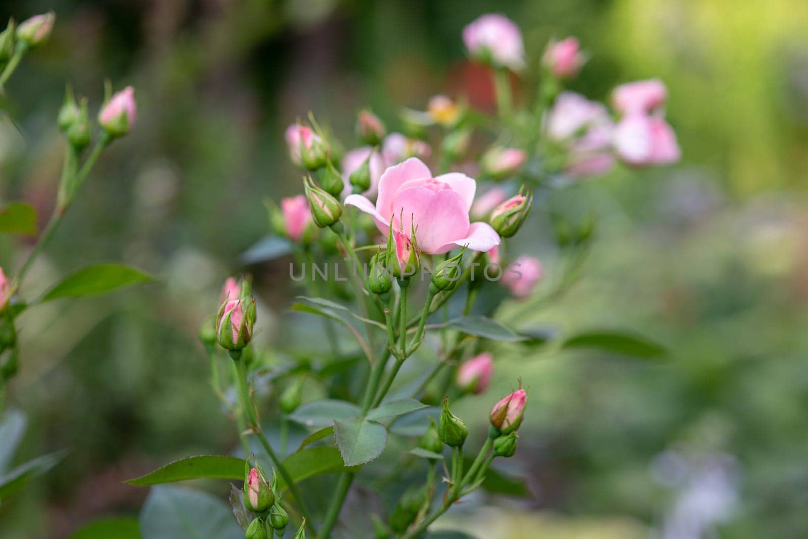 A bush of pink roses growing in the garden. Close up