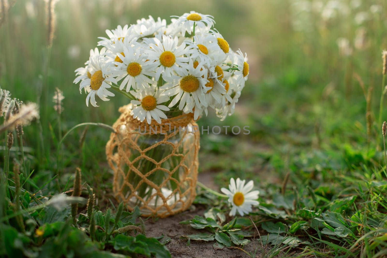 Chamomiles in a jar stand among the grass in nature background.